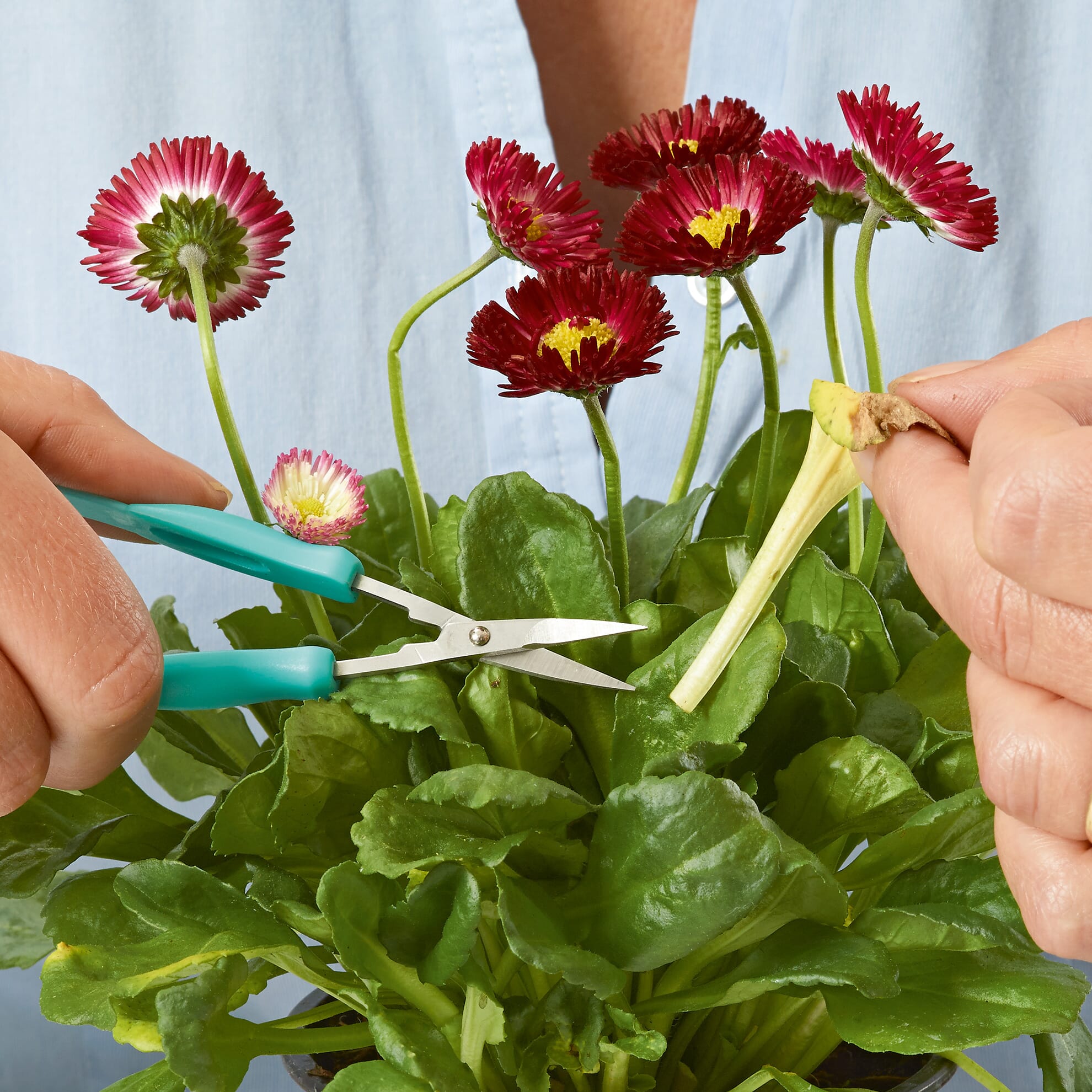 Mini-ciseaux Easi-Grip - adulte